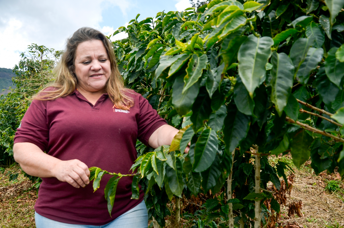 Associados são classificados para etapa final do Concurso de Cafés Especiais de Araponga