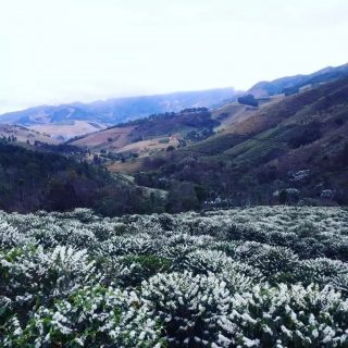 Família Sanglard é campeã do Concurso Florada Premiada 2021