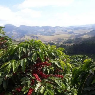 Família Sanglard é campeã do Concurso Florada Premiada 2021